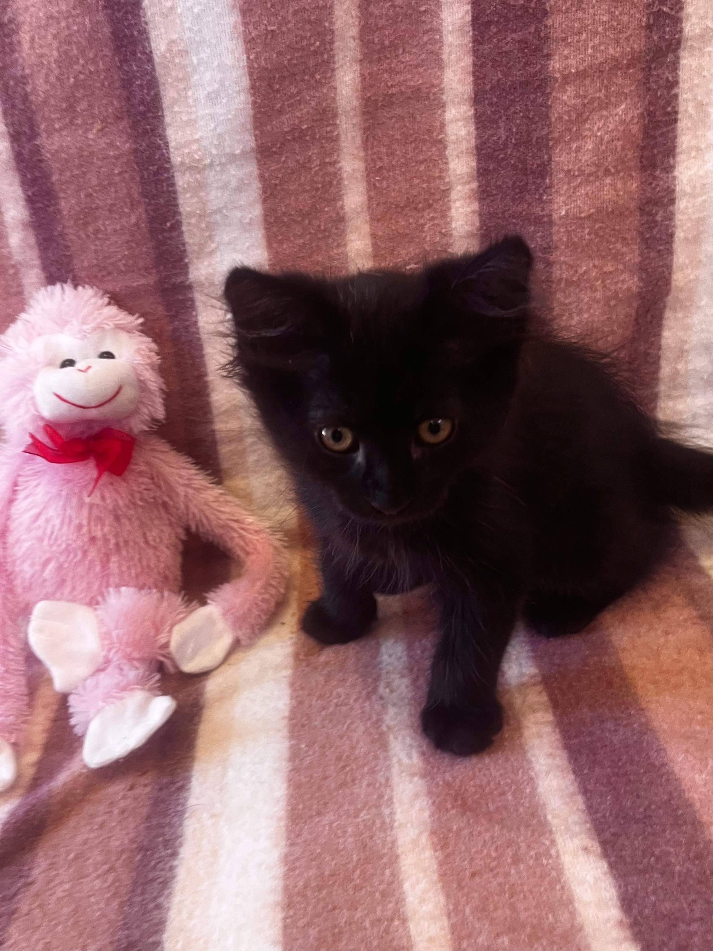 Enlarge Fang, a Adoptable Domestic Long Hair in Spring Valley, CA image 1/1