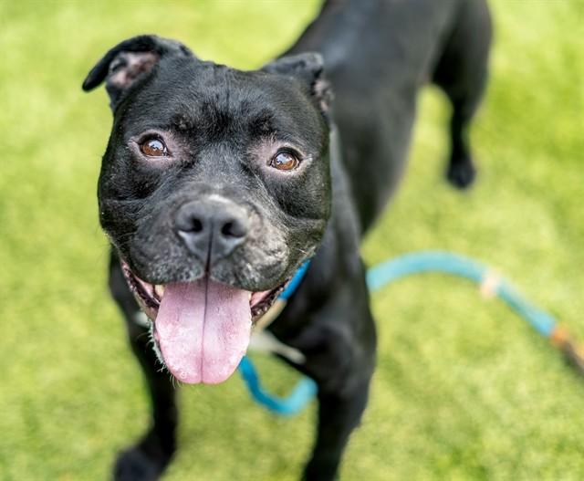 Enlarge ROCKY, a Adoptable Pit Bull Terrier in San Jose, CA image 2/2