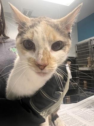 Enlarge Annika, a Adoptable mixed breed in Daytona Beach, FL image 1/1