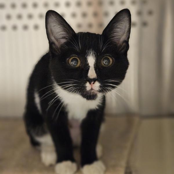 Enlarge Davina, a Adoptable mixed breed in Oakland, CA image 1/1