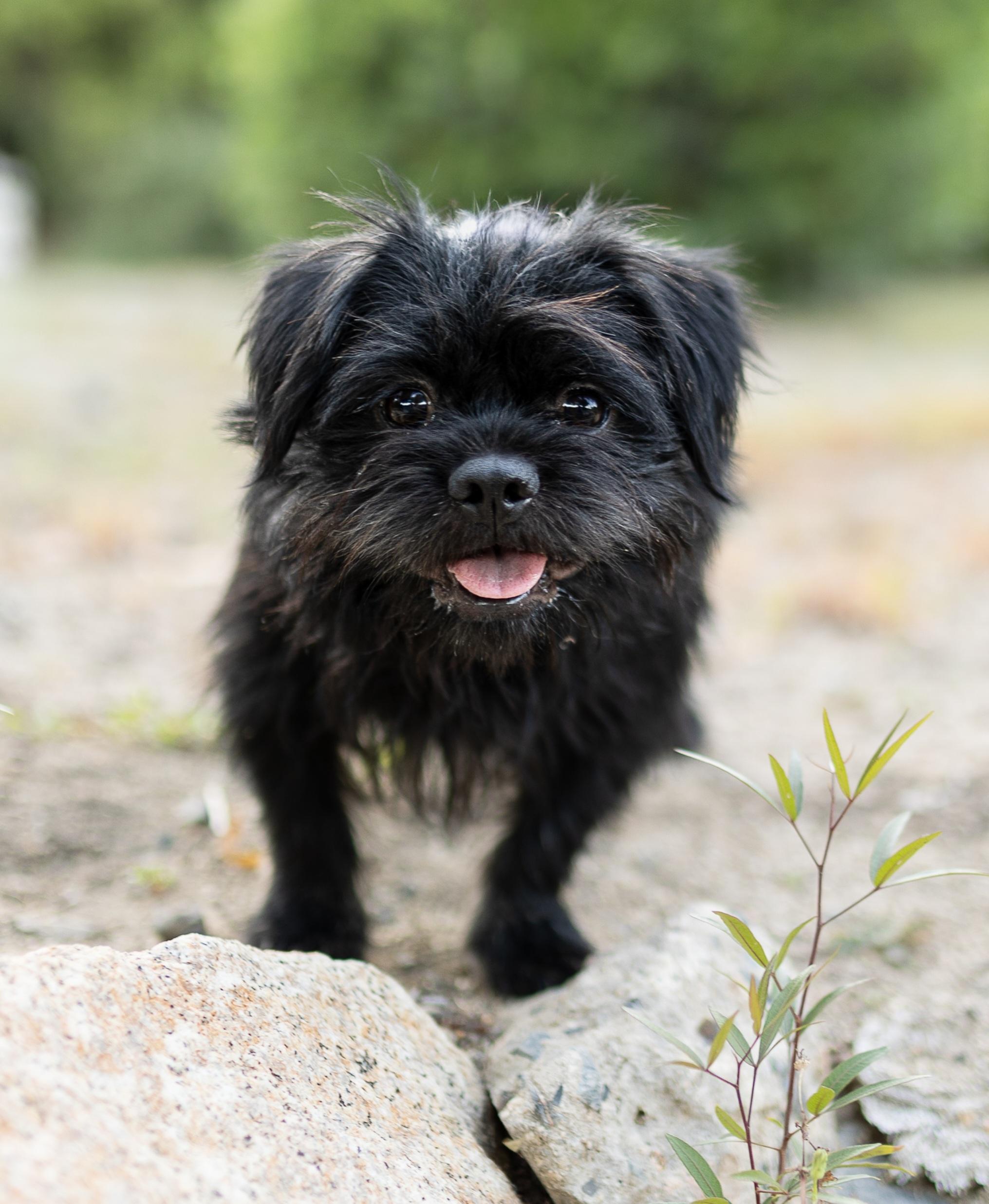 Benny, a ADOPTABLE mixed breed in Temecula, CA image 4/5