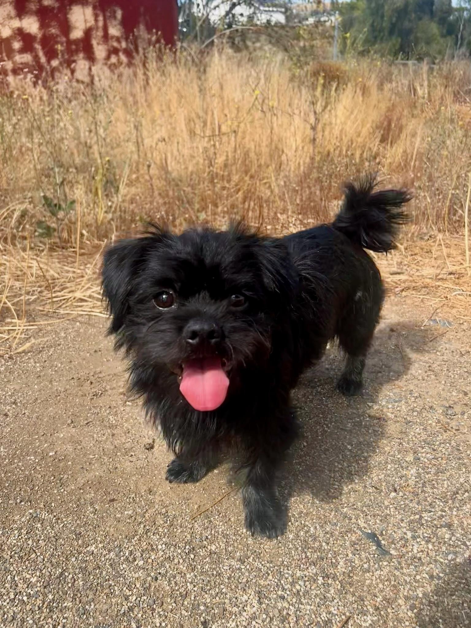 Benny, a ADOPTABLE mixed breed in Temecula, CA image 2/5