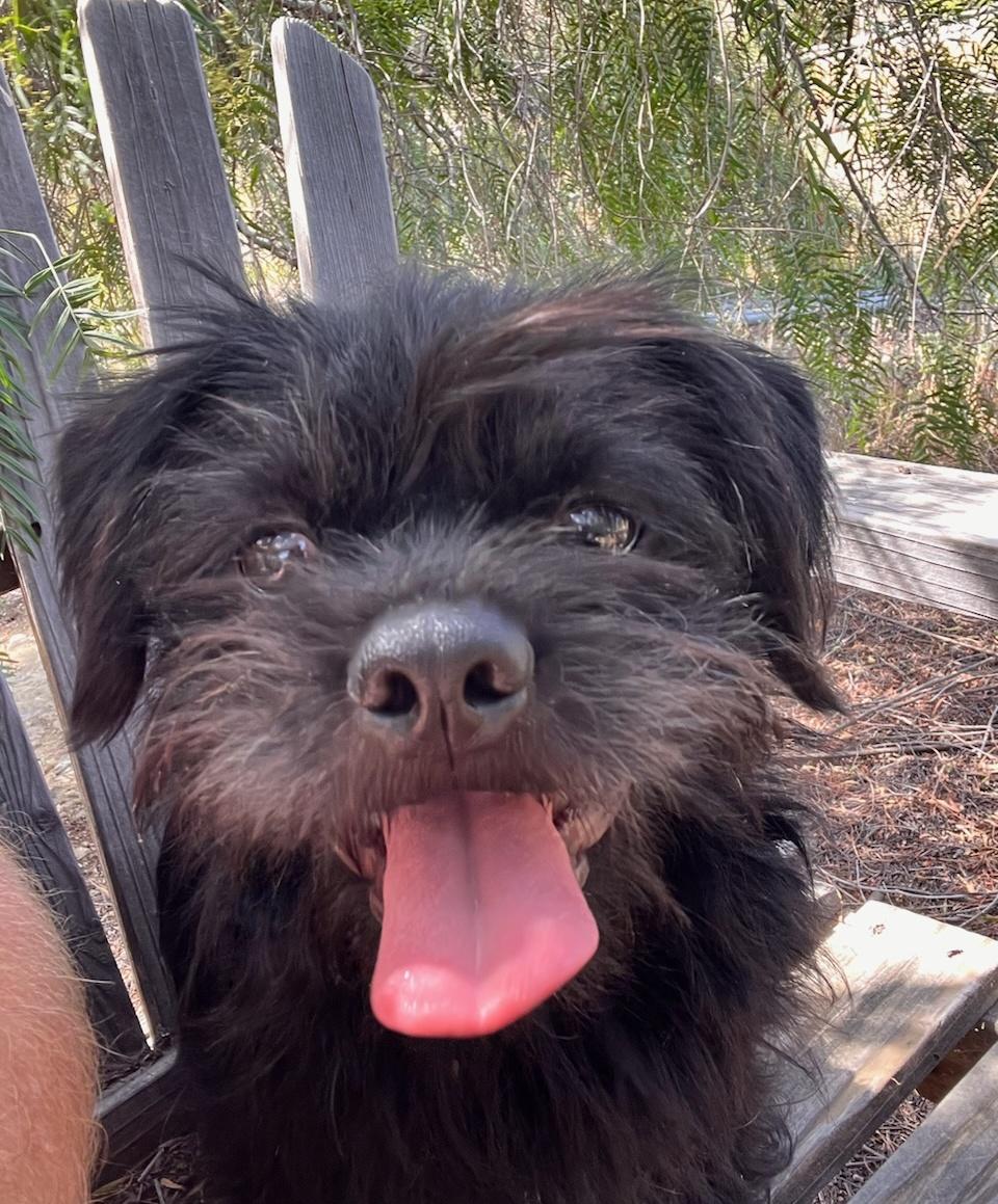 Benny, a ADOPTABLE mixed breed in Temecula, CA image 3/5