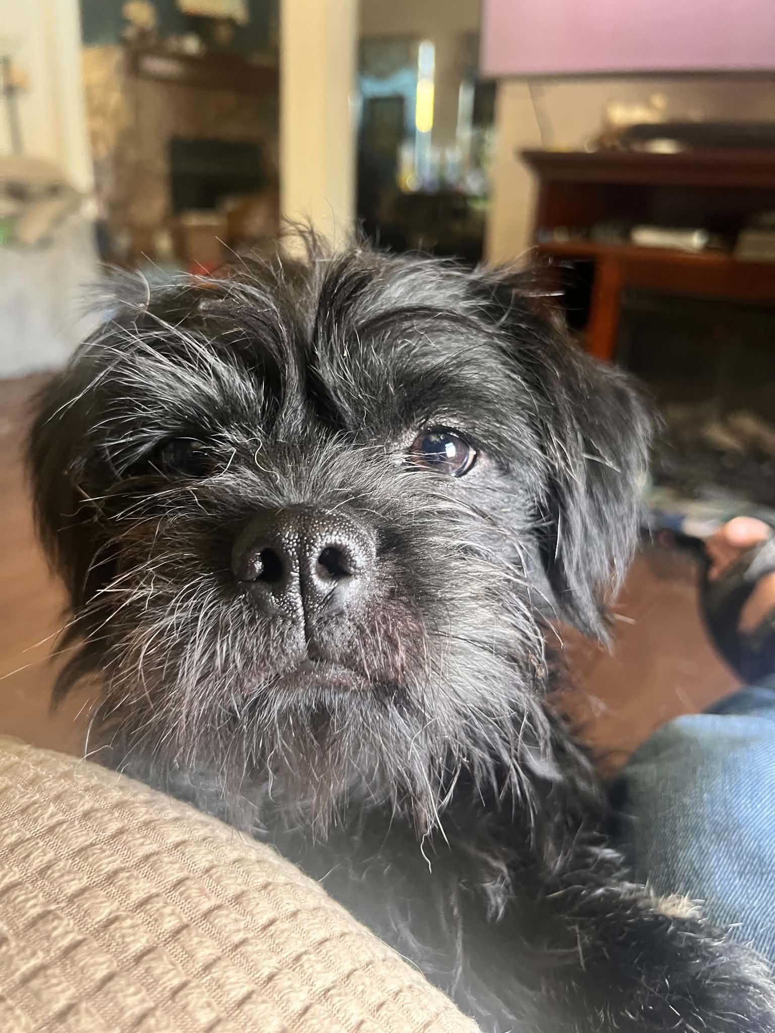 Benny, a ADOPTABLE mixed breed in Temecula, CA image 5/5