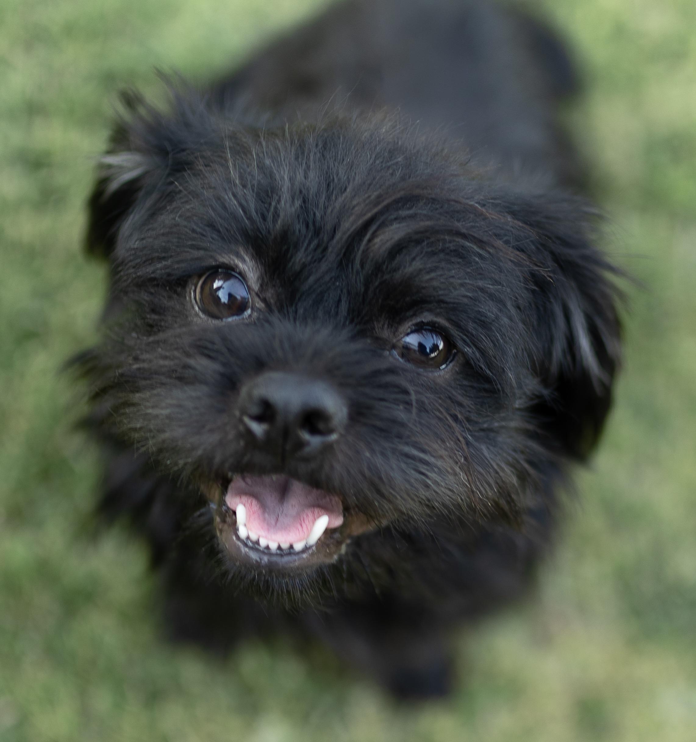 Benny, a ADOPTABLE mixed breed in Temecula, CA image 1/5