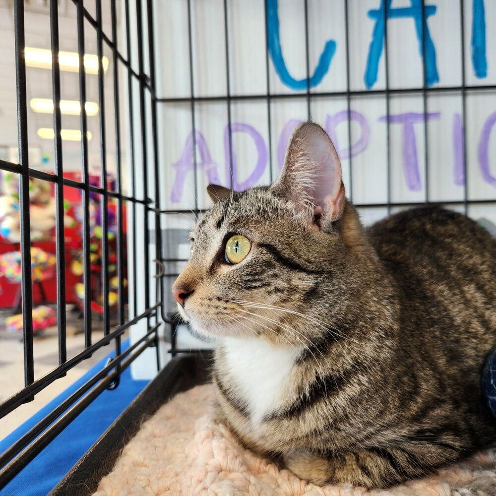 Enlarge Delta 7077, a Adoptable Domestic Short Hair in Dallas, TX image 1/2