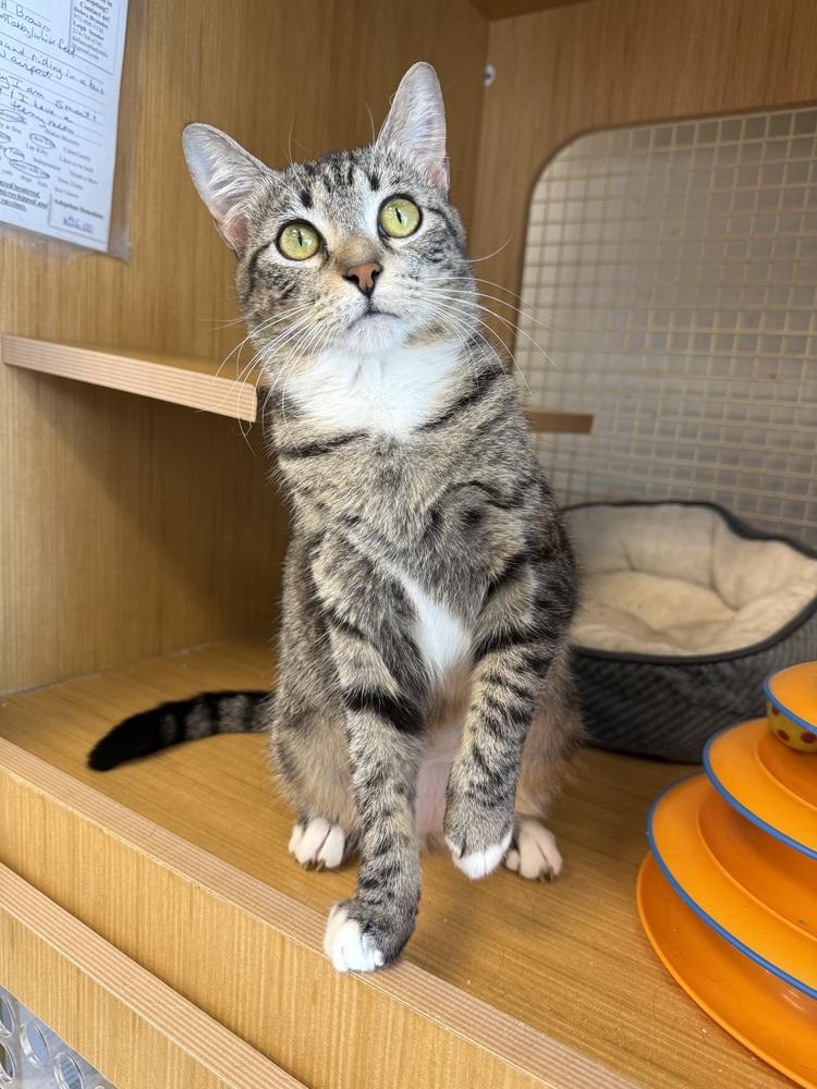 Enlarge Delta 7077, a Adoptable Domestic Short Hair in Dallas, TX image 2/2