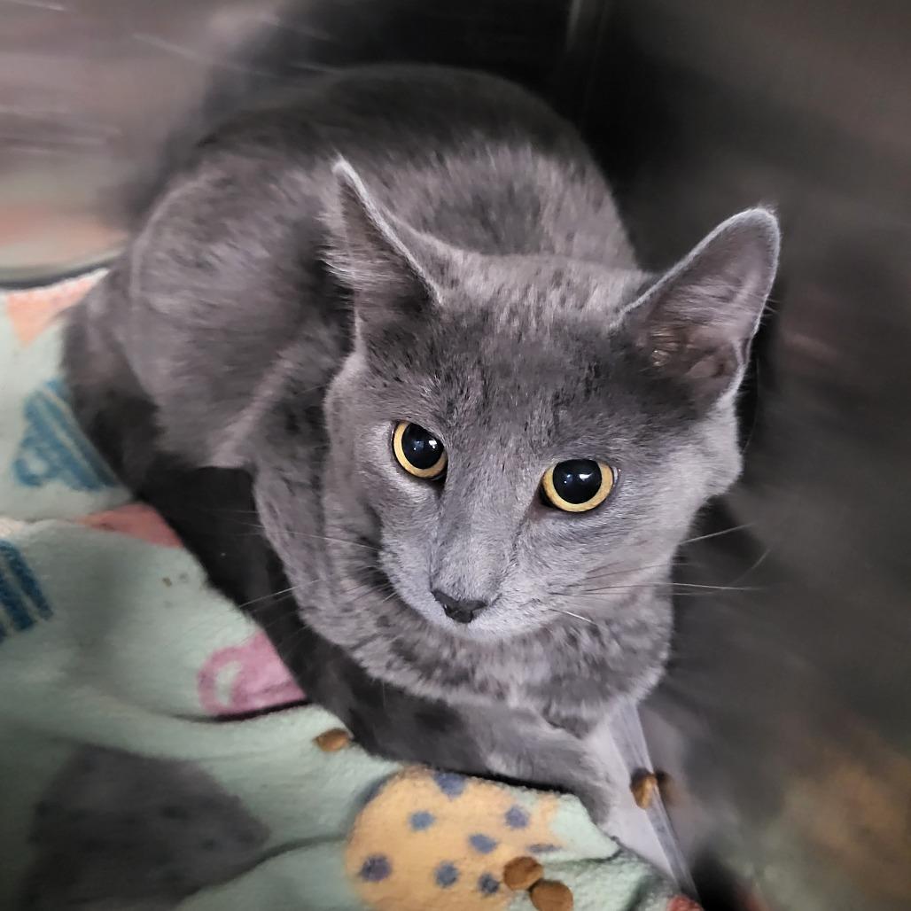 Enlarge Sable, a Adoptable Domestic Short Hair in Belleville, IL image 1/3