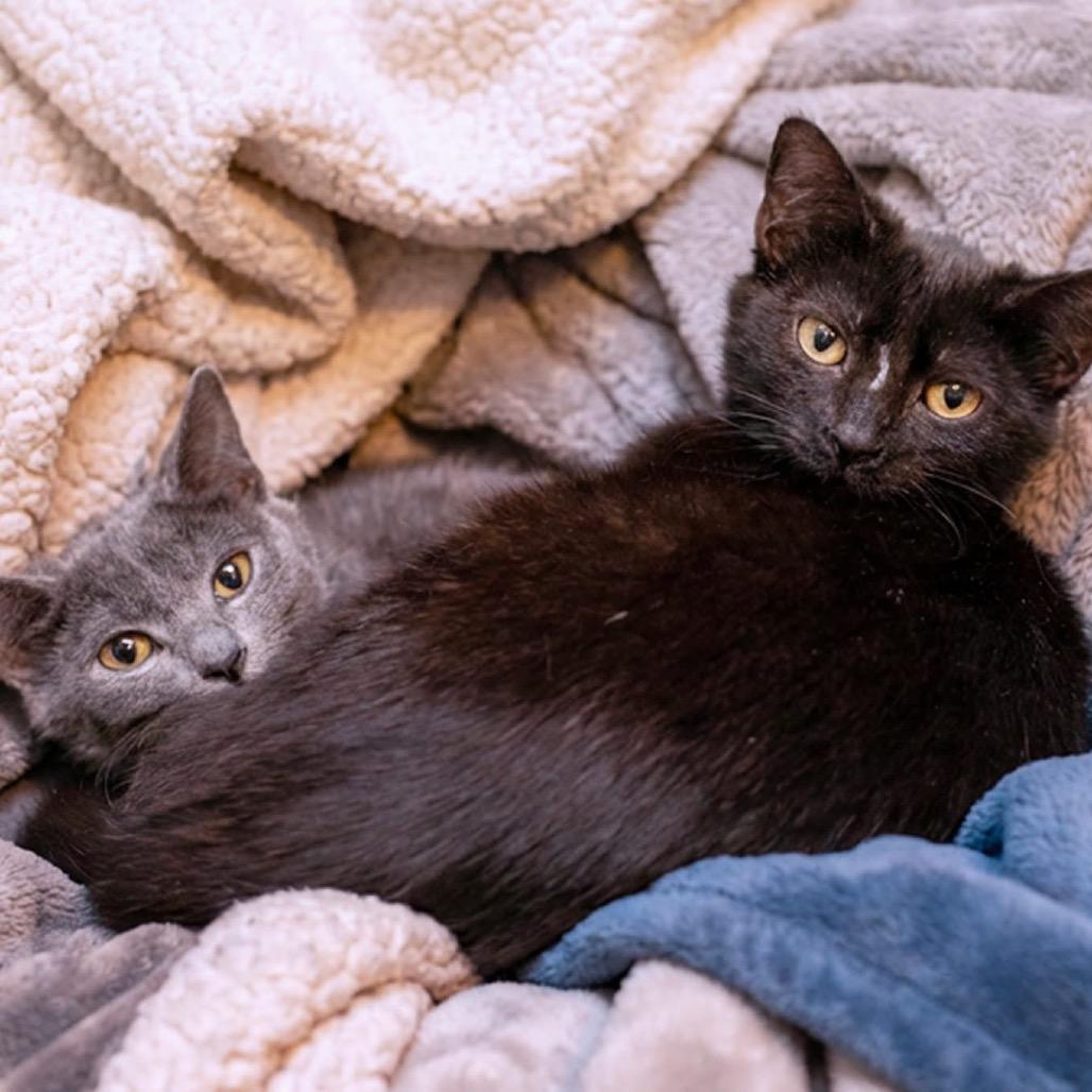 Enlarge Sable, a Adoptable Domestic Short Hair in Belleville, IL image 2/3