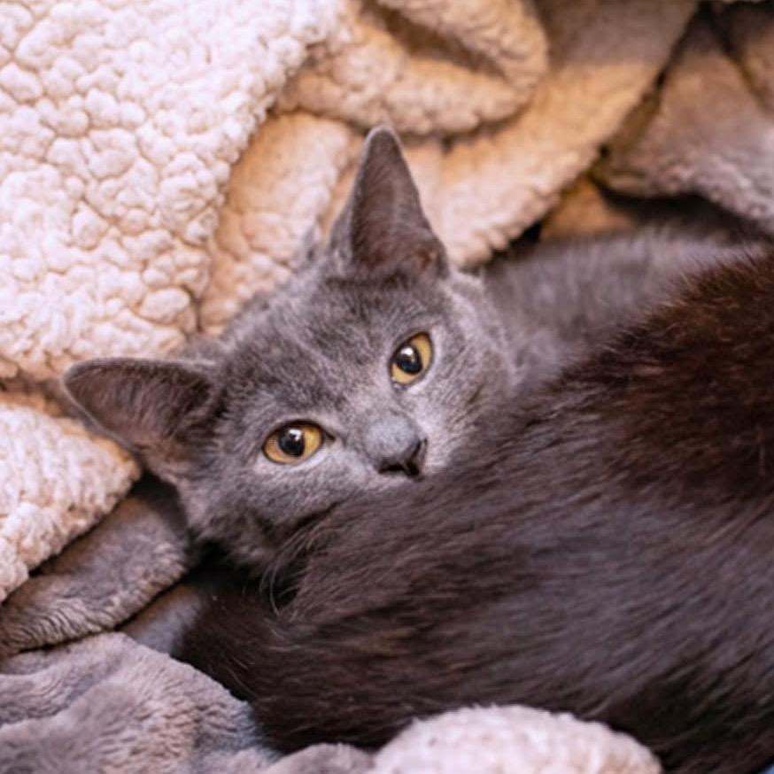 Enlarge Sable, a Adoptable Domestic Short Hair in Belleville, IL image 3/3