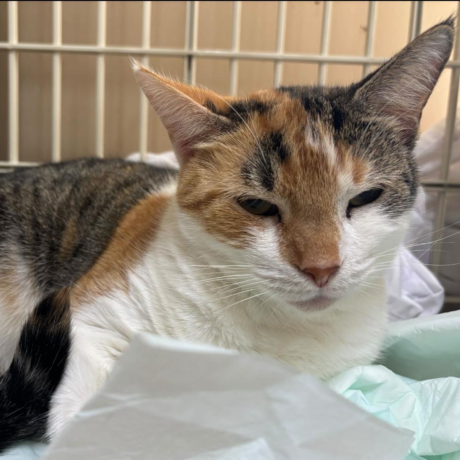 Calypso, a Adoptable Domestic Short Hair in Valdosta , GA image 1/5