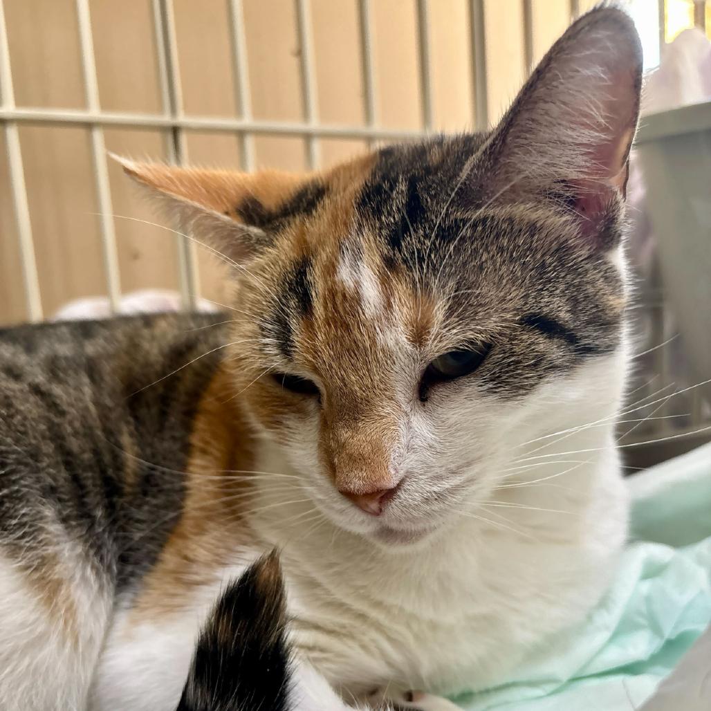 Calypso, a Adoptable Domestic Short Hair in Valdosta , GA image 2/5