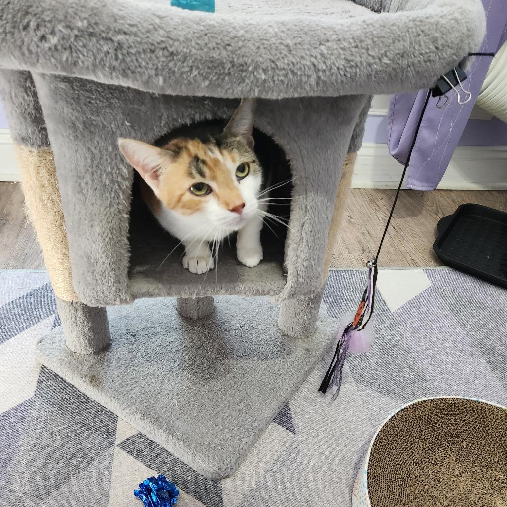 Calypso (mom), Adoptable, Adult Female Domestic Short Hair.