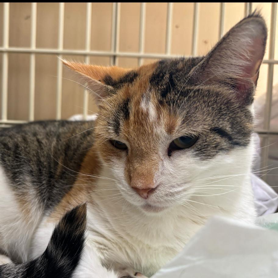 Calypso, a Adoptable Domestic Short Hair in Valdosta , GA image 4/5