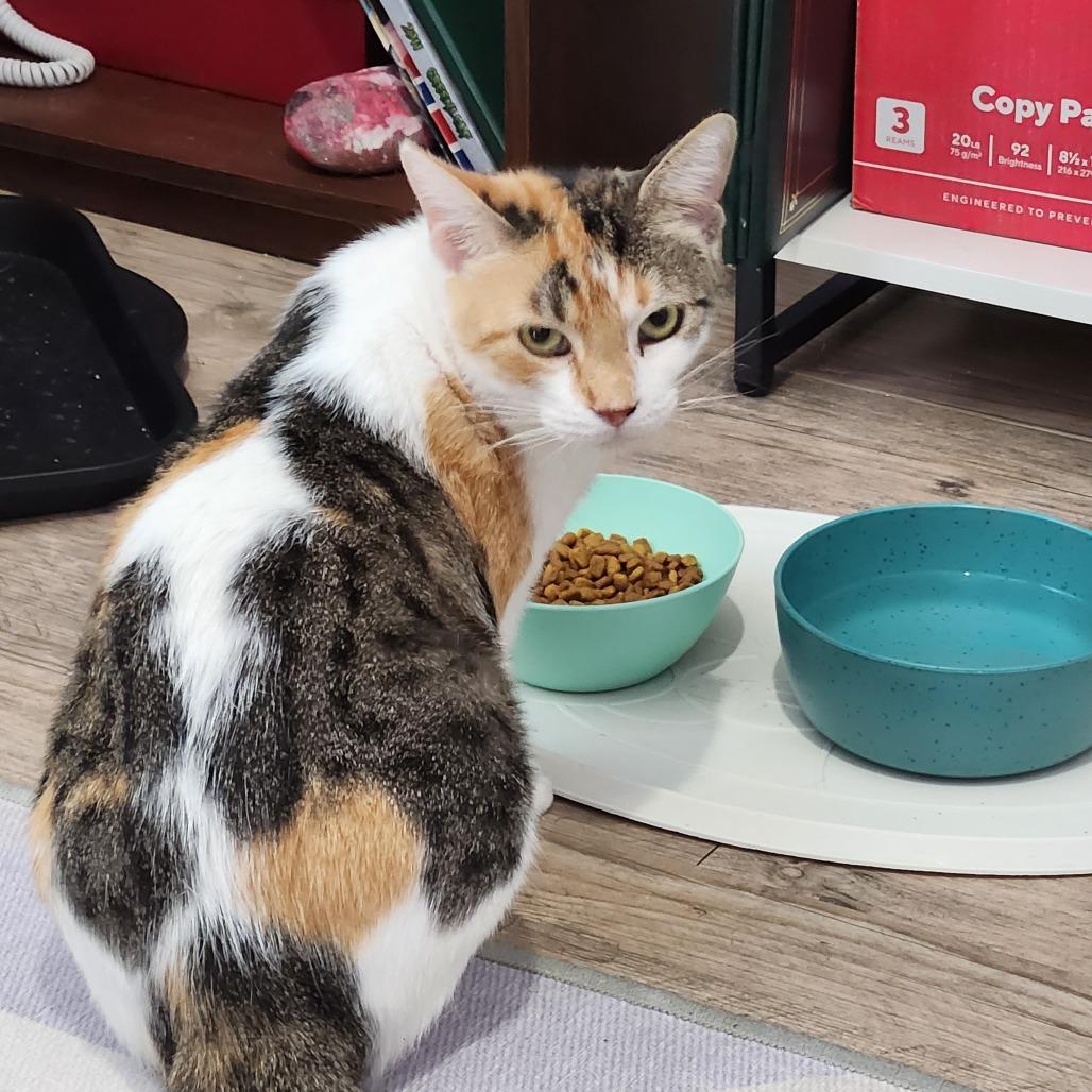 Enlarge Calypso (mom), a Adoptable Domestic Short Hair in Valdosta , GA image 3/3