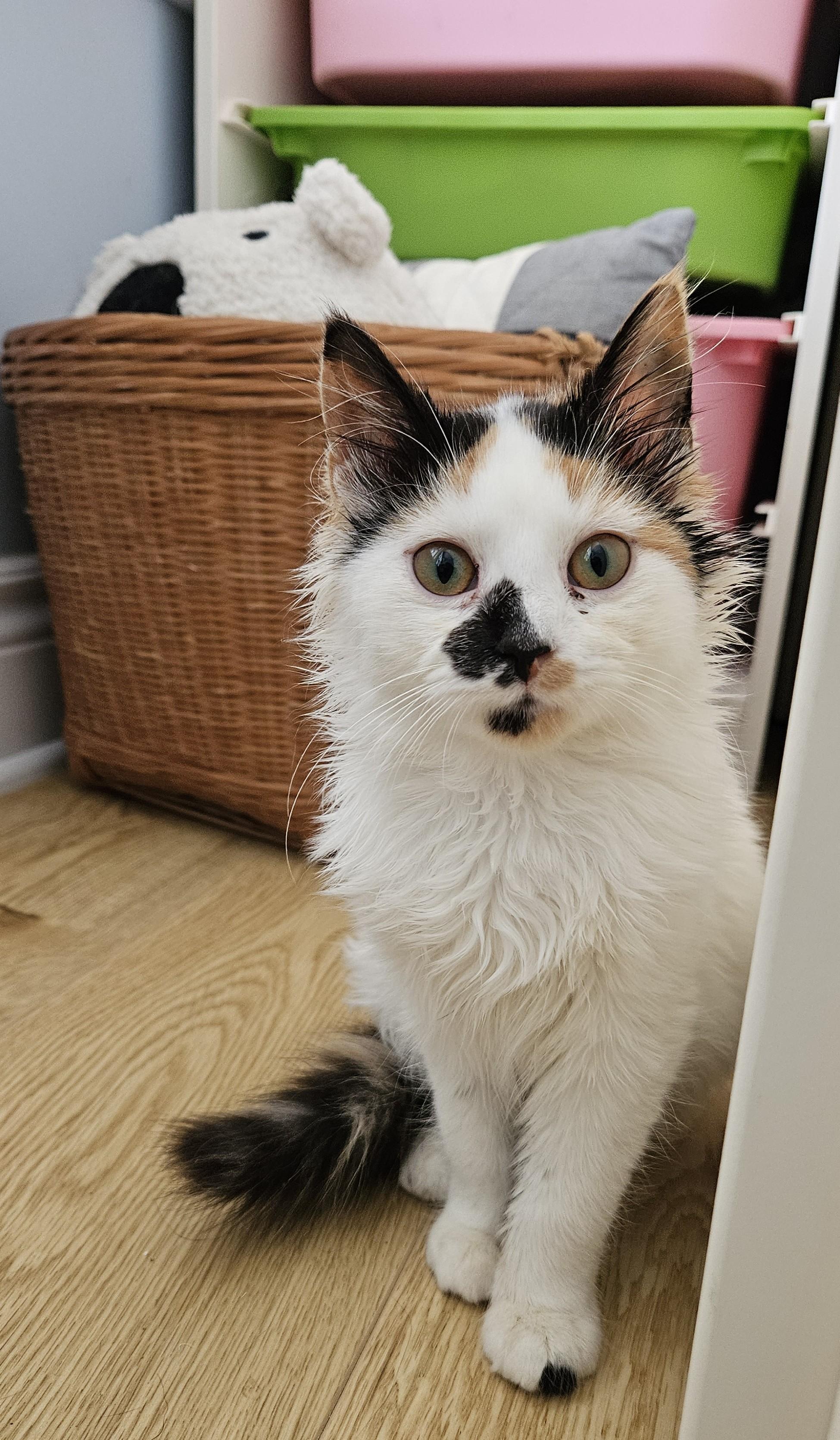 Juniper, Adoptable, Kitten Male Domestic Short Hair.