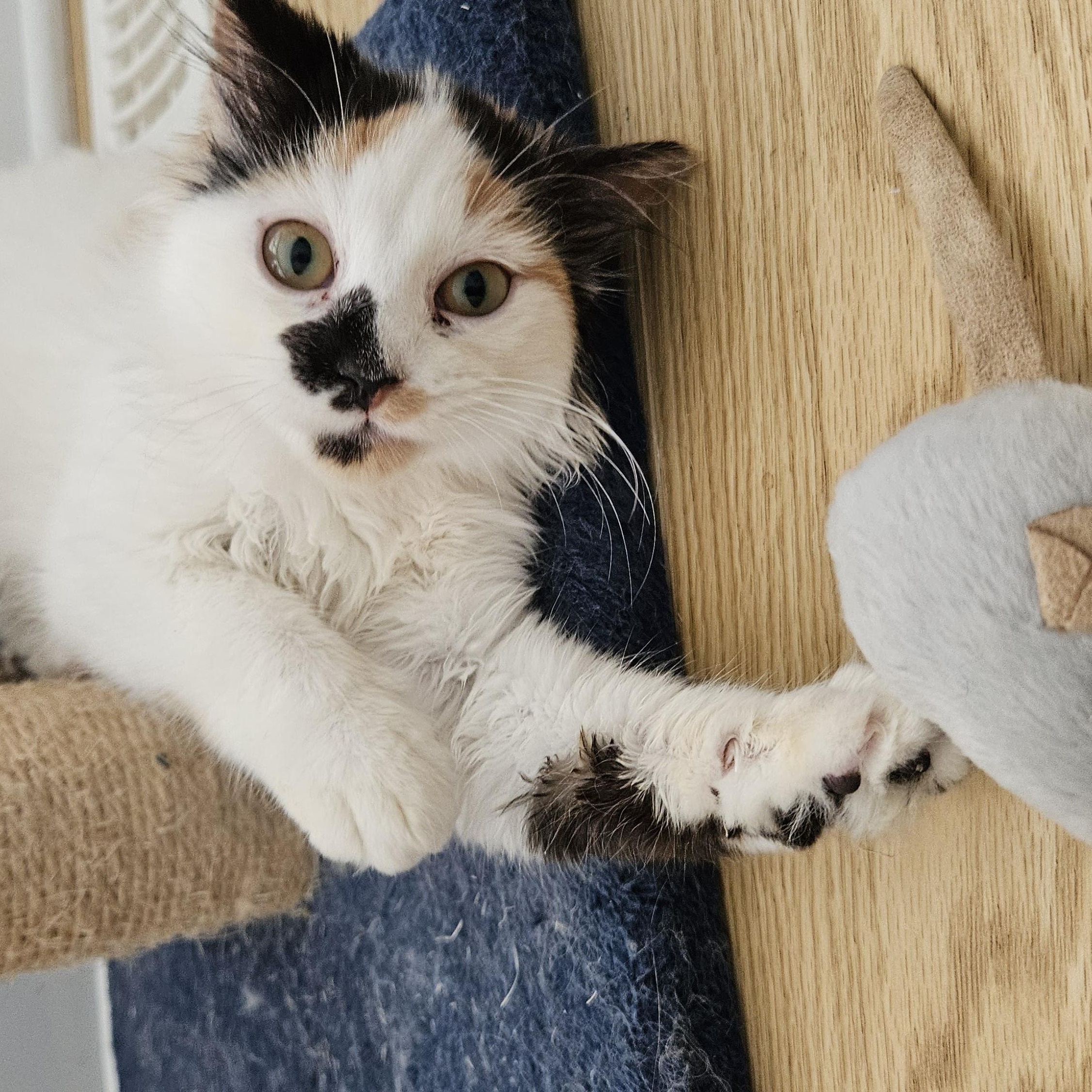 Enlarge Juniper, a Adoptable Domestic Short Hair in Wakefield, QC image 4/5