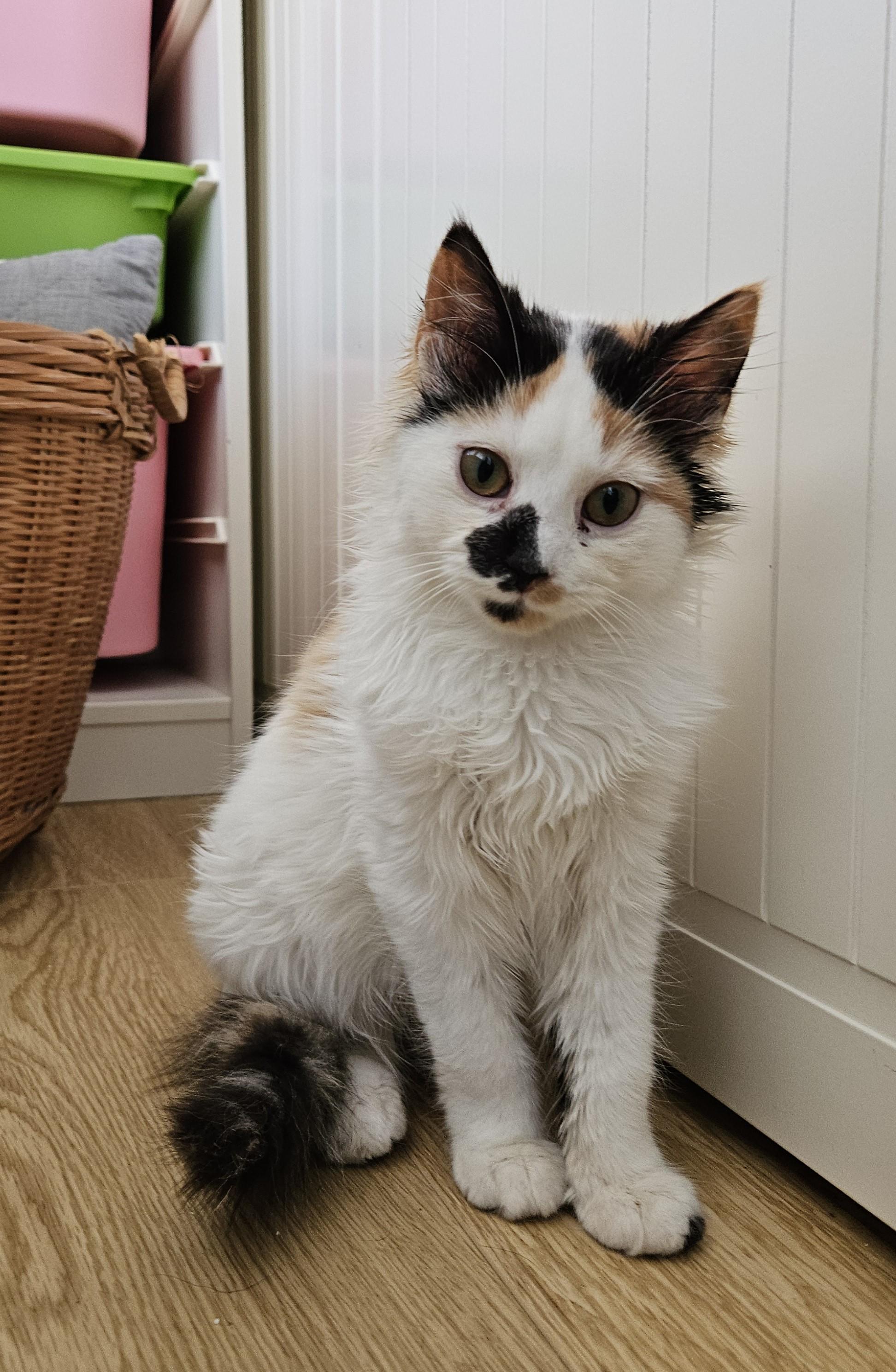 Enlarge Juniper, a Adoptable Domestic Short Hair in Wakefield, QC image 3/5