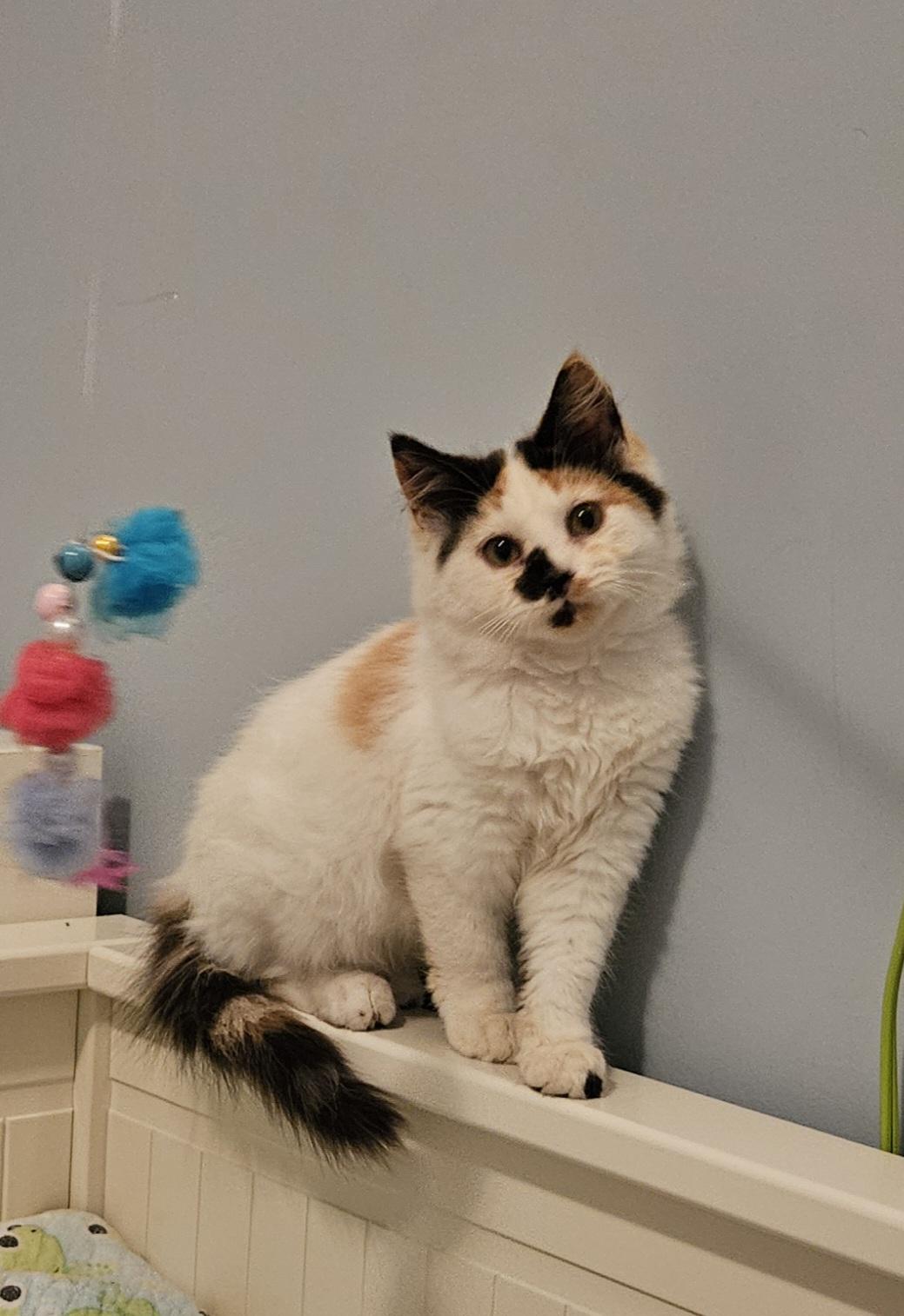 Enlarge Juniper, a Adoptable Domestic Short Hair in Wakefield, QC image 2/5