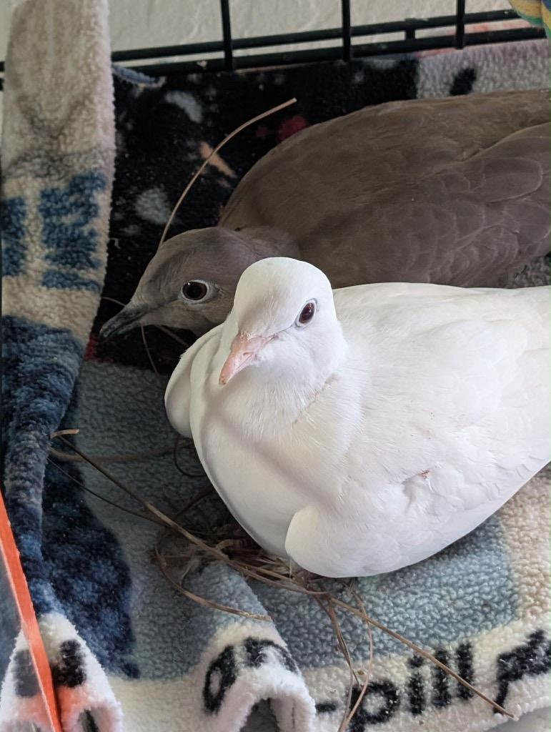 Popcorn w/Major Tom, Adoptable, Young Male Dove.