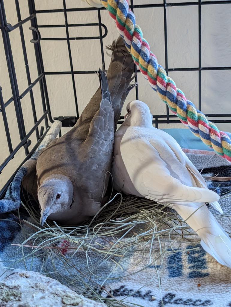 Popcorn w/Major Tom, a Adoptable Dove in San Francisco, CA image 2/2