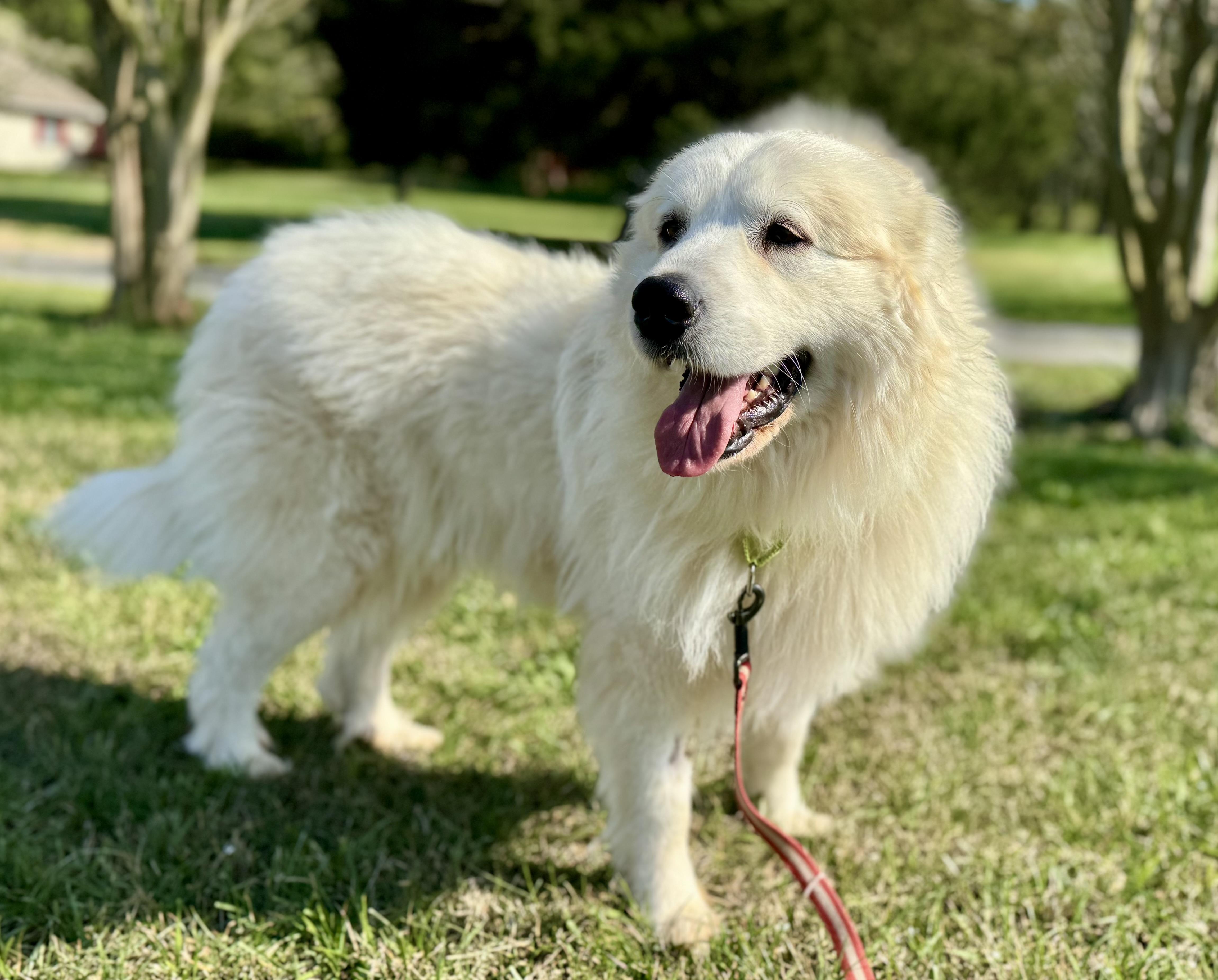 Lilly B', a ADOPTABLE Great Pyrenees in Spartanburg, SC image 2/4