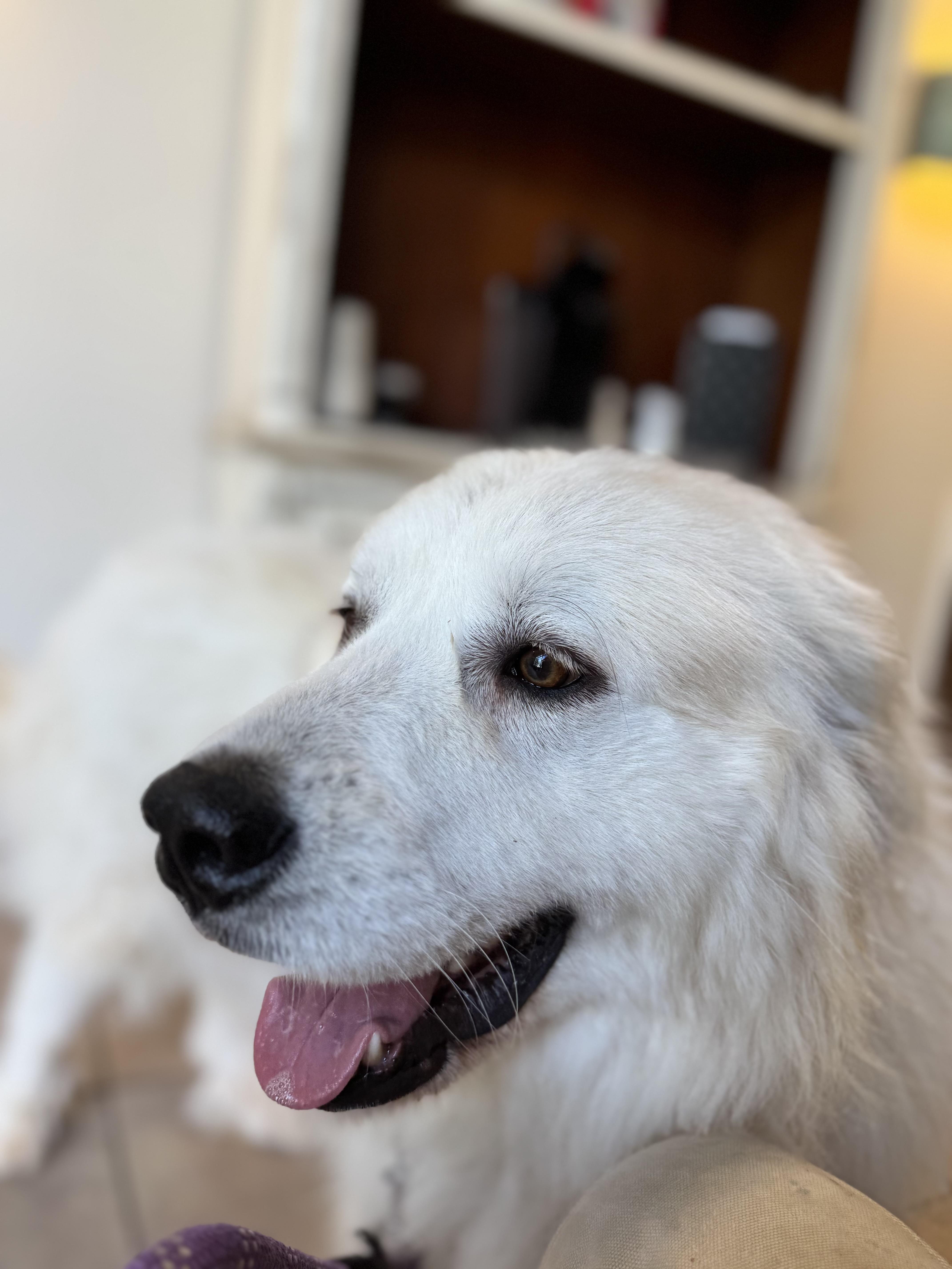 Lilly B', a ADOPTABLE Great Pyrenees in Spartanburg, SC image 3/4