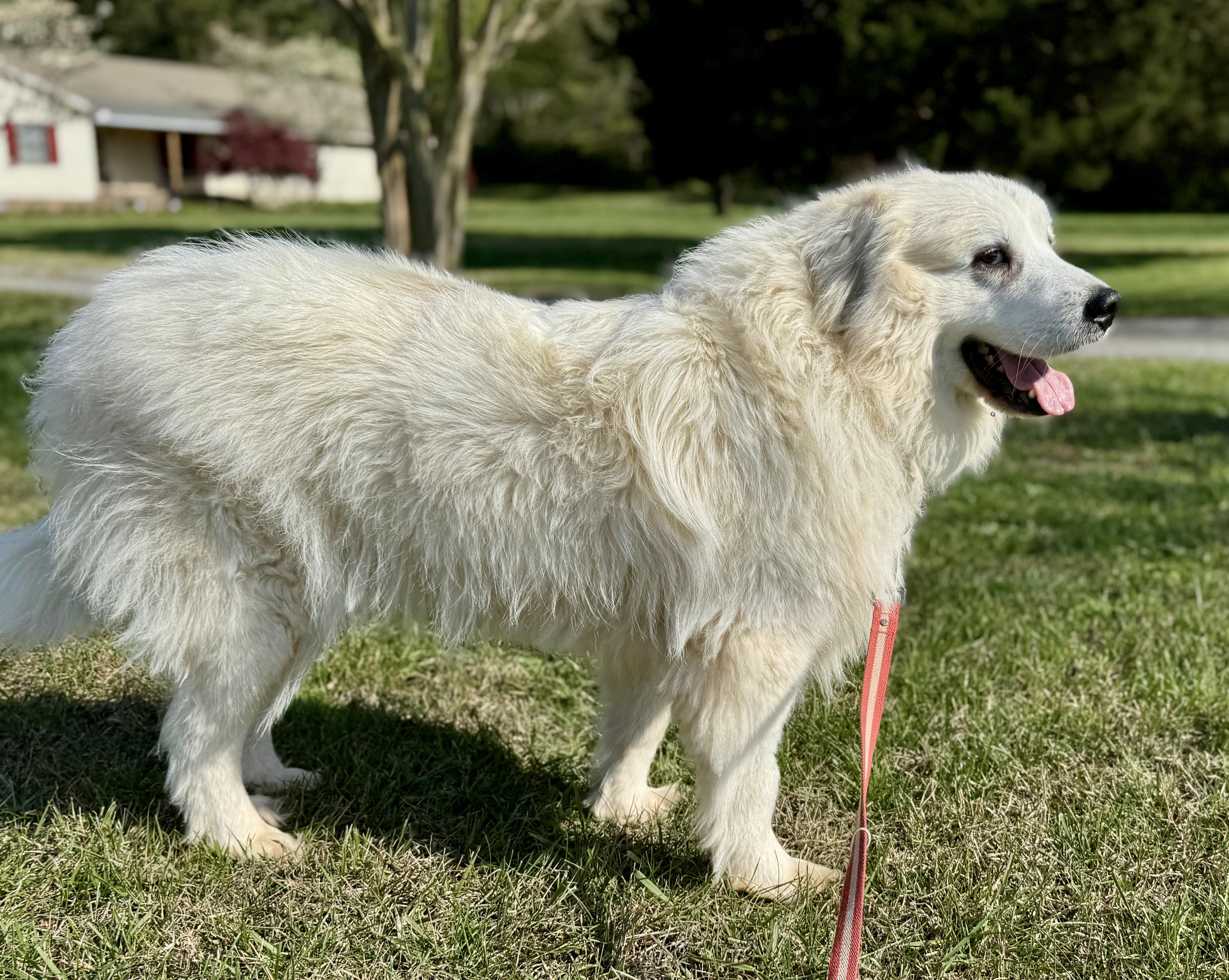 Lilly B', a ADOPTABLE Great Pyrenees in Spartanburg, SC image 4/4