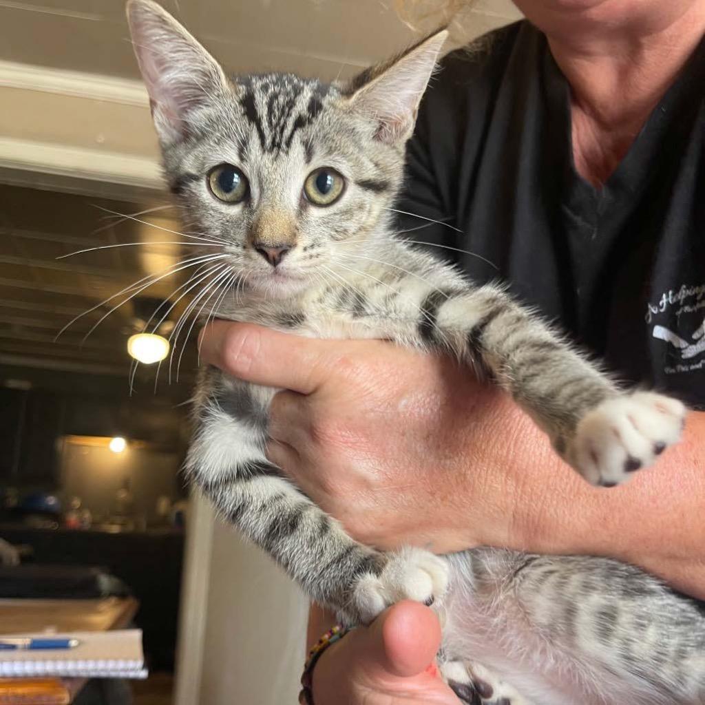 Clover, ADOPTABLE, Kitten Male Domestic Short Hair.
