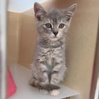 Carter B, Baby Female Dilute Tortoiseshell