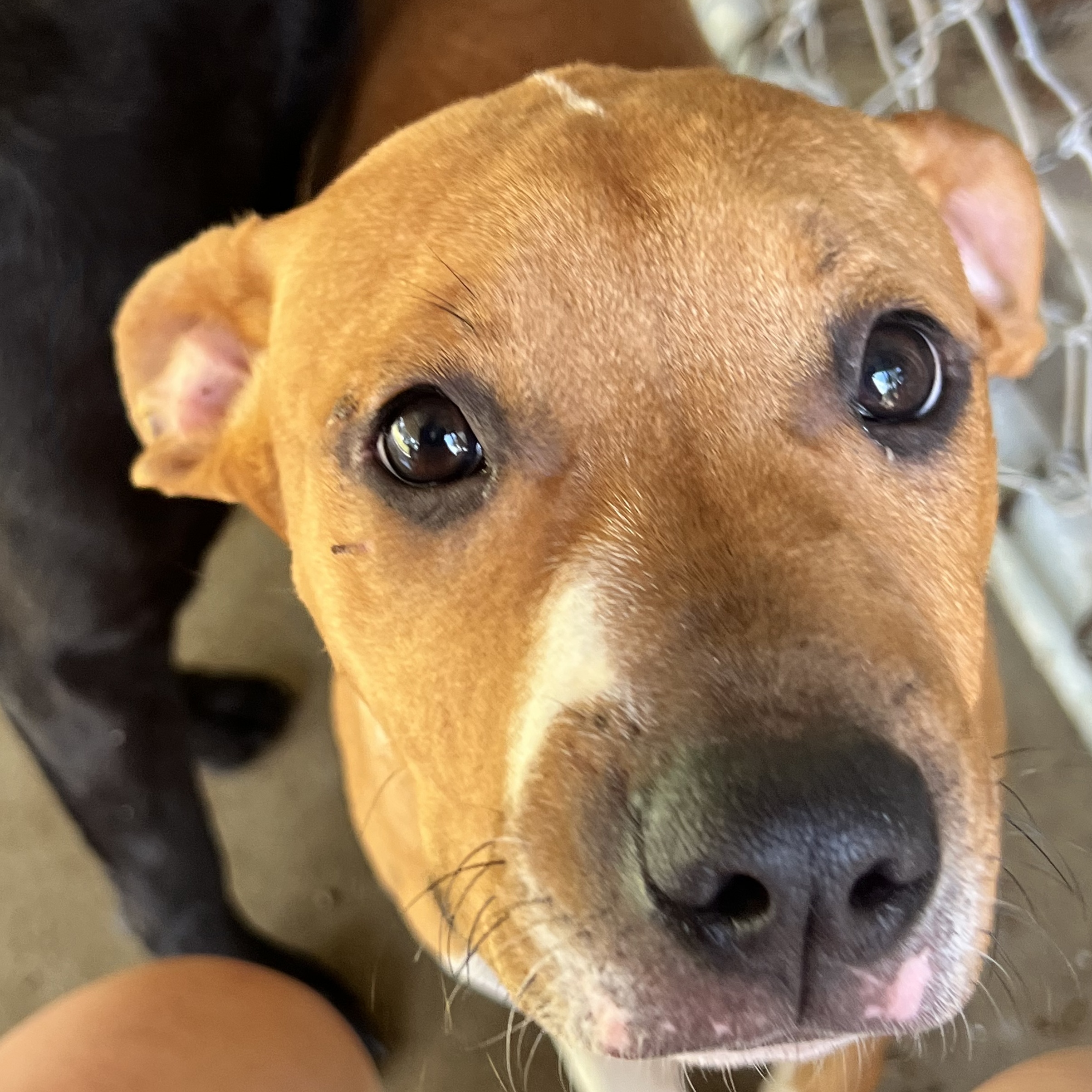 Marla, a Adopted mixed breed in Leesburg, GA image 1/4