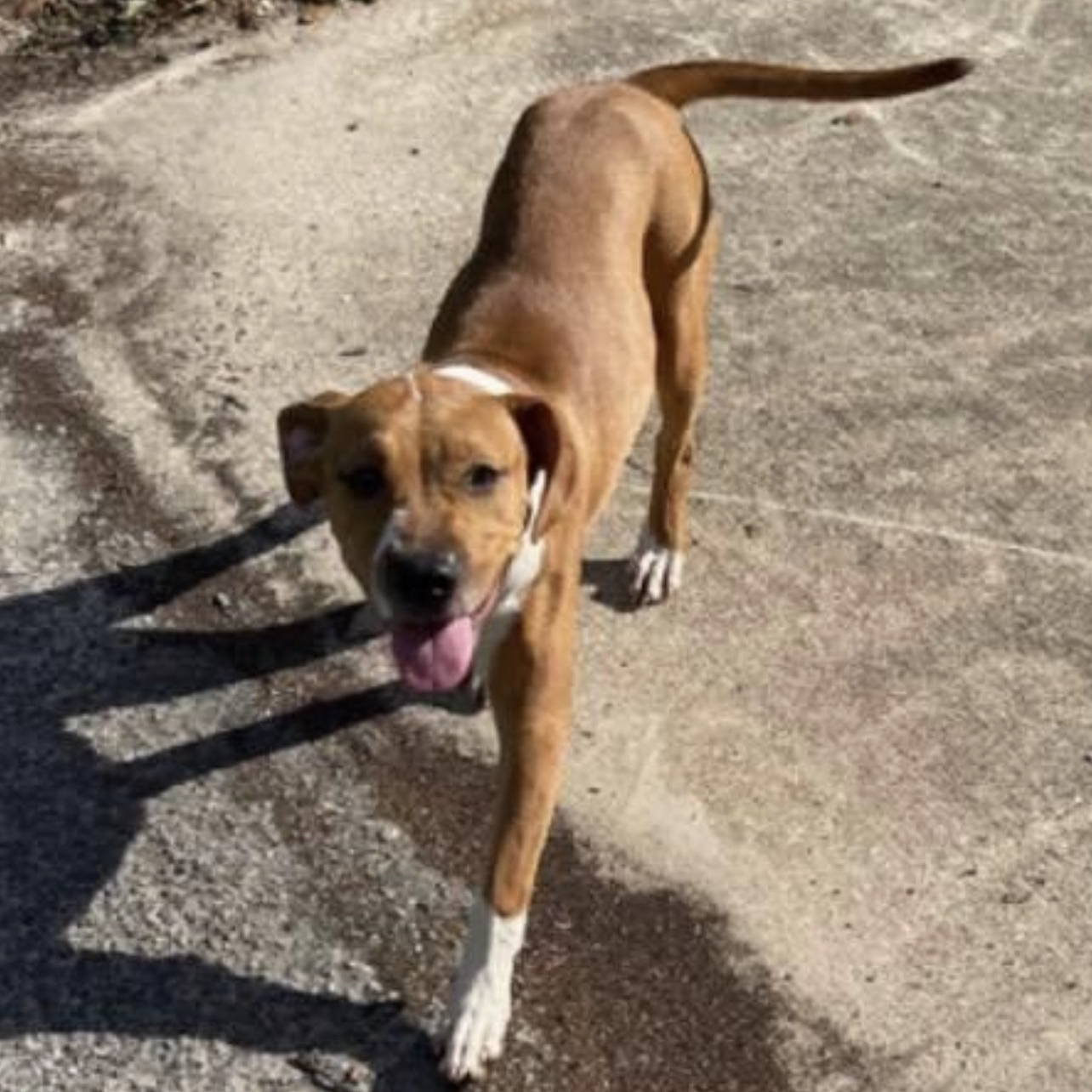 Marla, a Adopted mixed breed in Leesburg, GA image 2/4