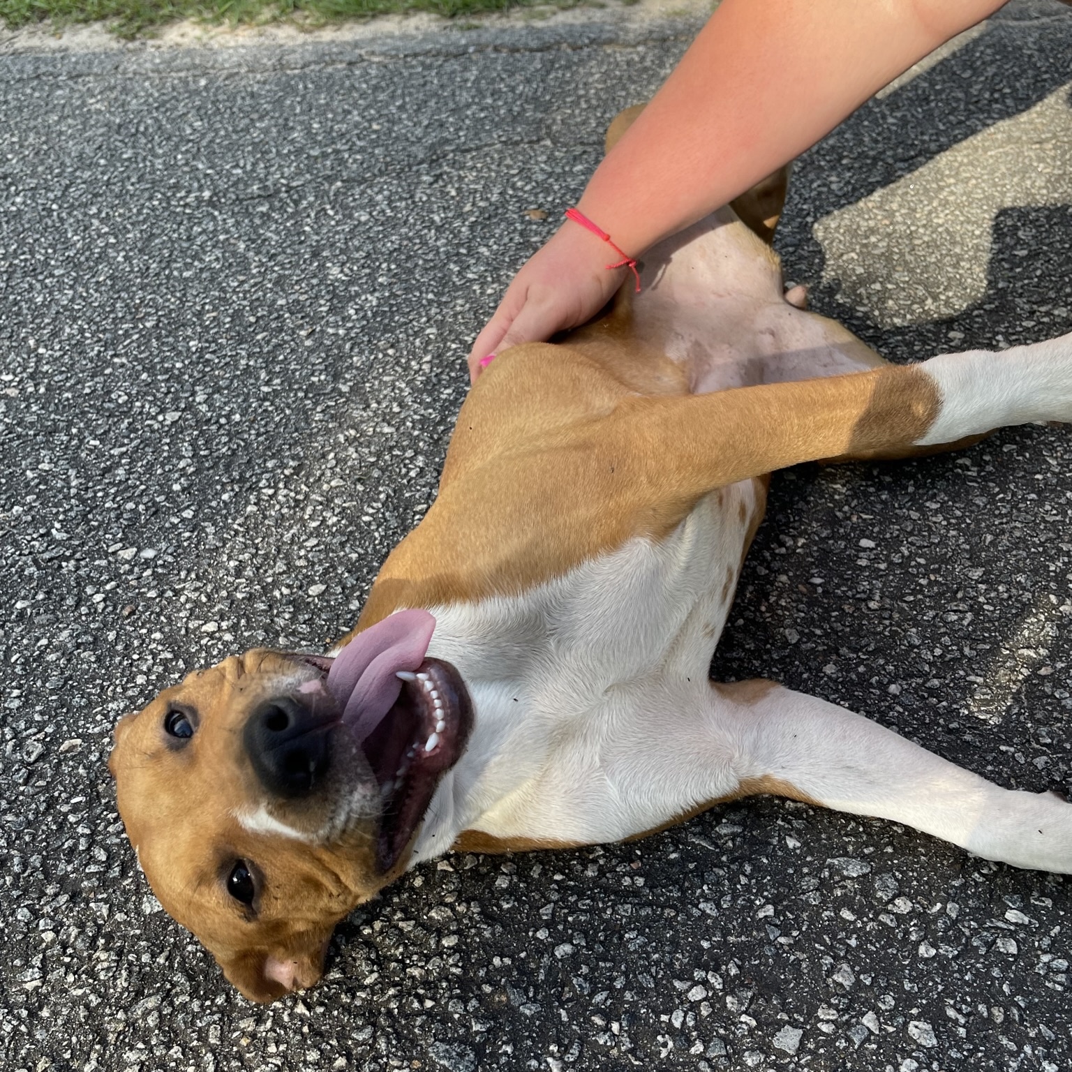 Marla, a Adopted mixed breed in Leesburg, GA image 3/4