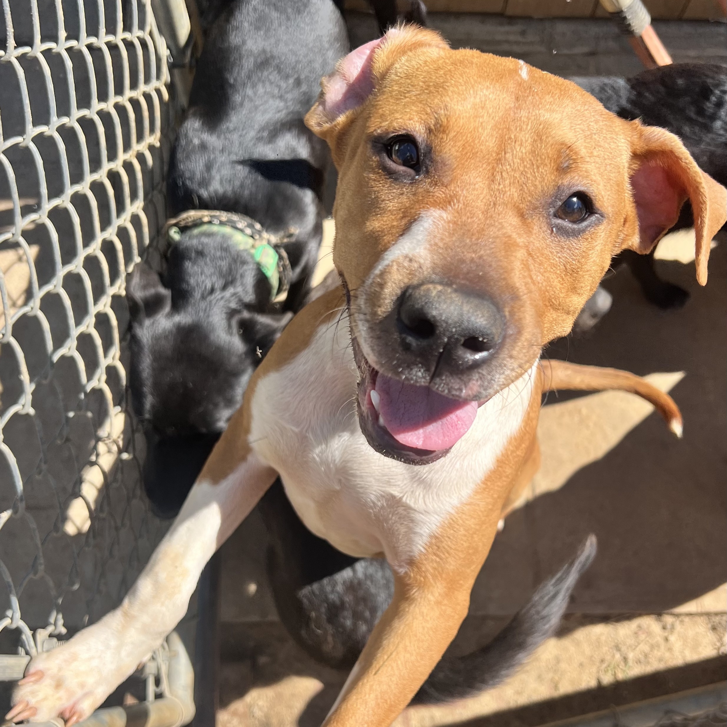 Marla, a Adopted mixed breed in Leesburg, GA image 4/4