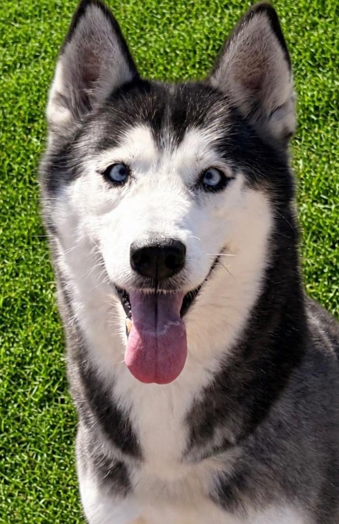 Mya, a Adoptable Husky in Labelle, FL image 2/6
