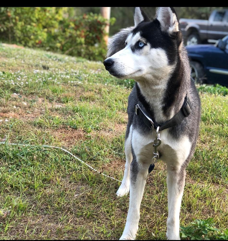 Enlarge Mya, a Adoptable Husky in Labelle, FL image 1/1