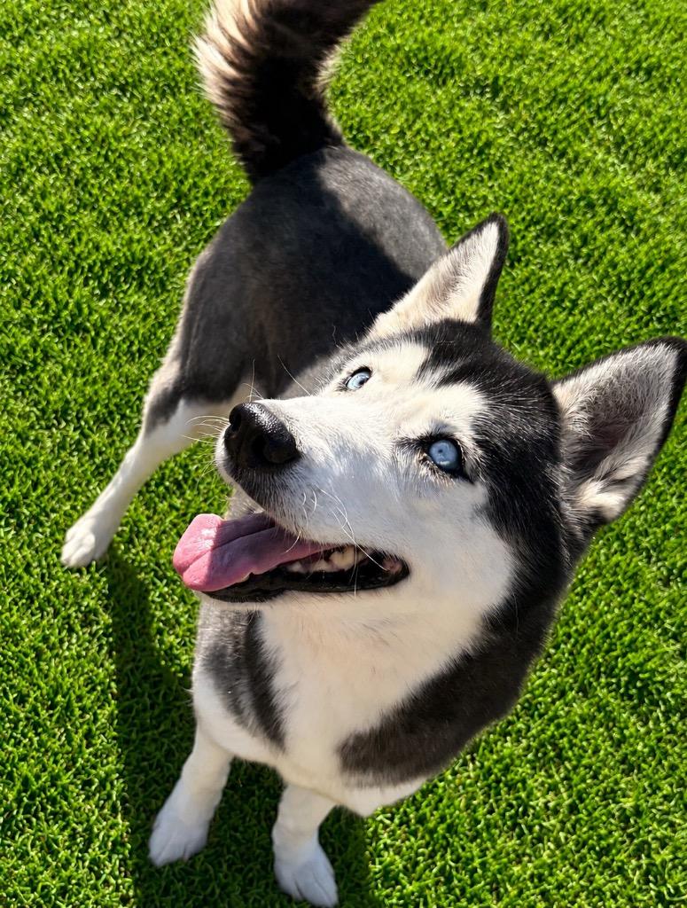 Mya, a Adoptable Husky in Labelle, FL image 3/6