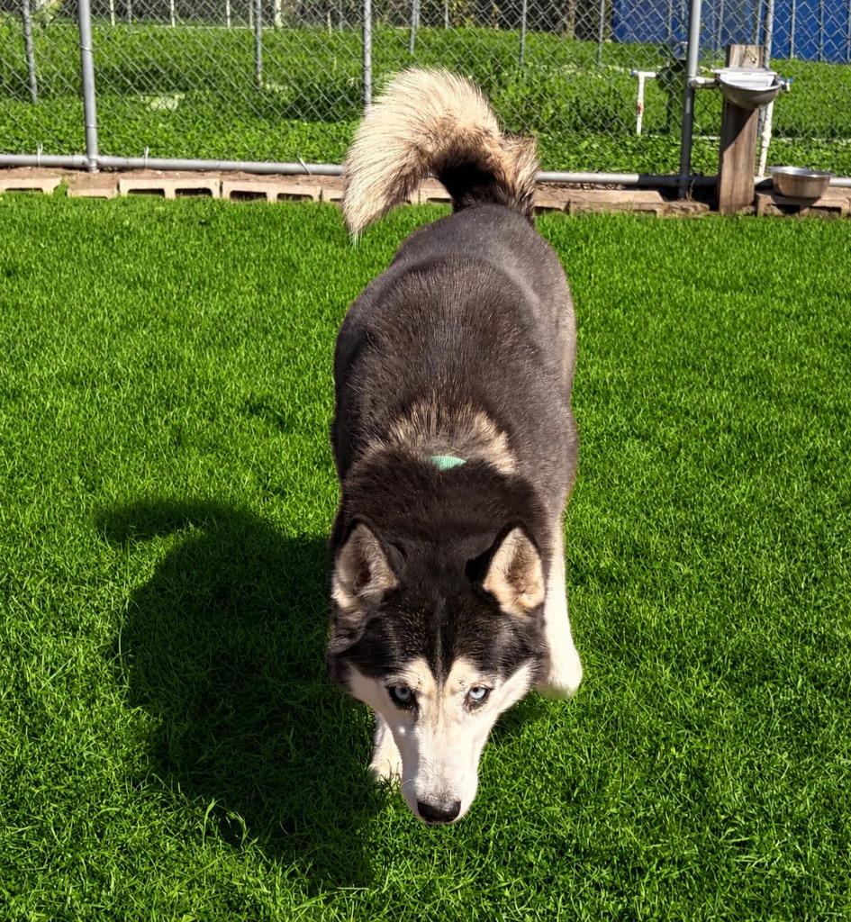 Mya, a Adoptable Husky in Labelle, FL image 4/6