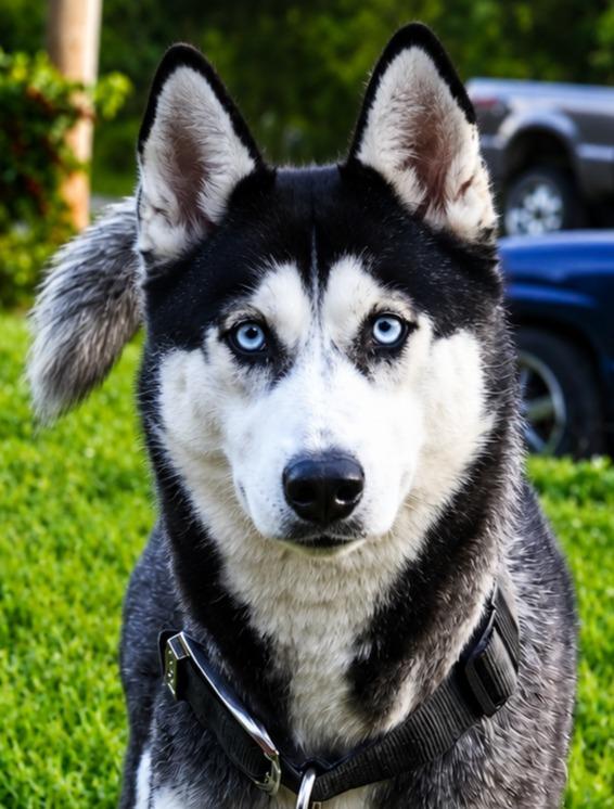 Mya, a Adoptable Husky in Labelle, FL image 2/2