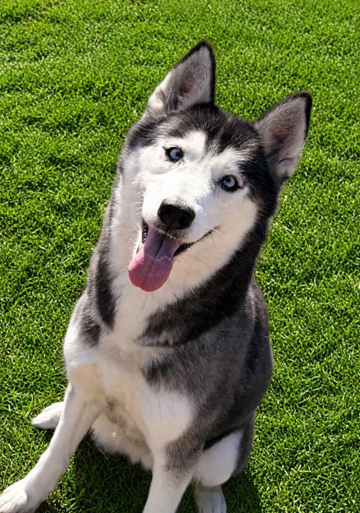 Mya, a Adoptable Husky in Labelle, FL image 6/6
