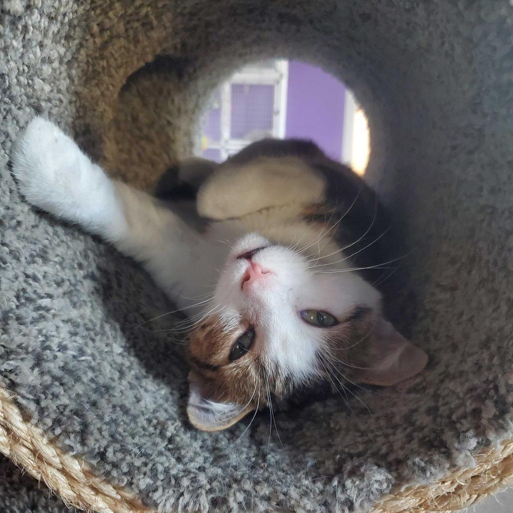 Dash, Adoptable, Young Male Domestic Short Hair.