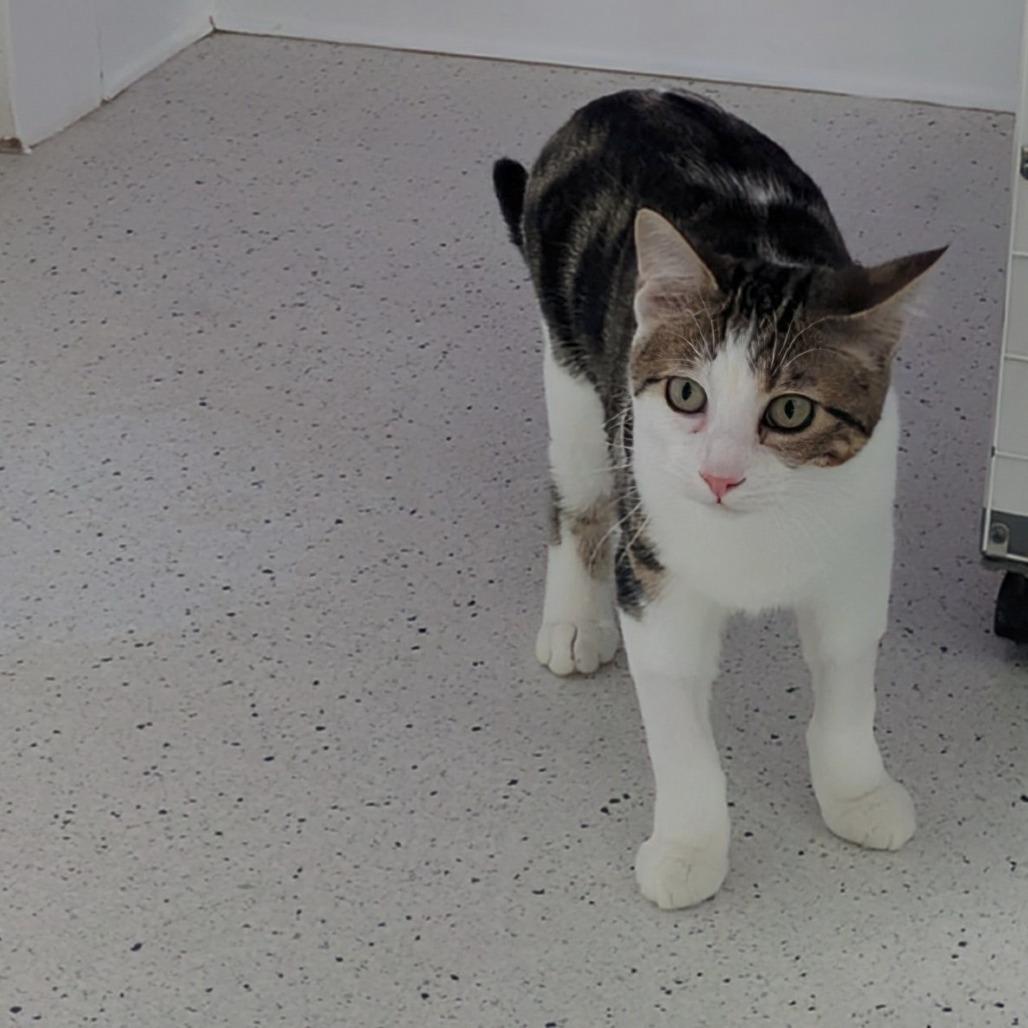 Enlarge Dash, a Adoptable Domestic Short Hair in Portland, OR image 2/5