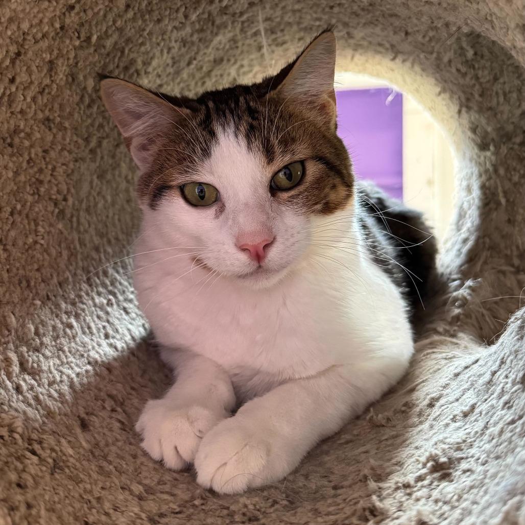 Enlarge Dash, a Adoptable Domestic Short Hair in Portland, OR image 3/5