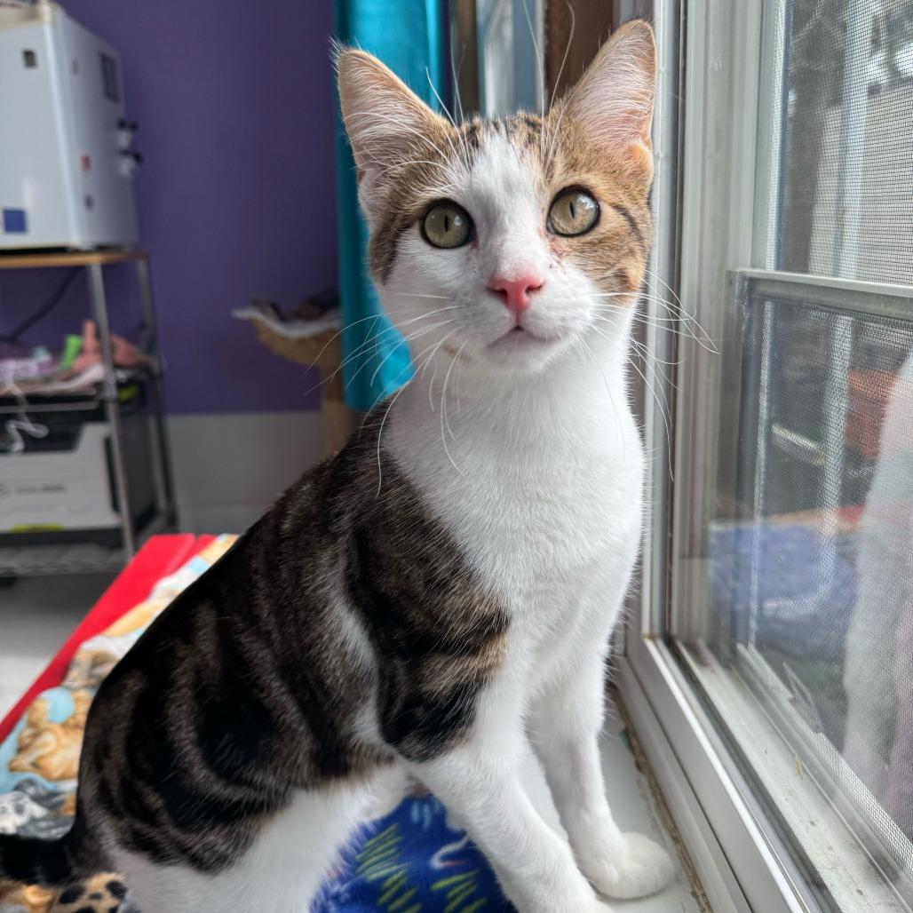 Enlarge Dash, a Adoptable Domestic Short Hair in Portland, OR image 4/5
