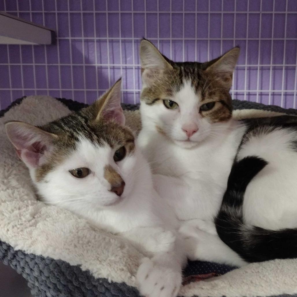 Enlarge Dash, a Adoptable Domestic Short Hair in Portland, OR image 5/5