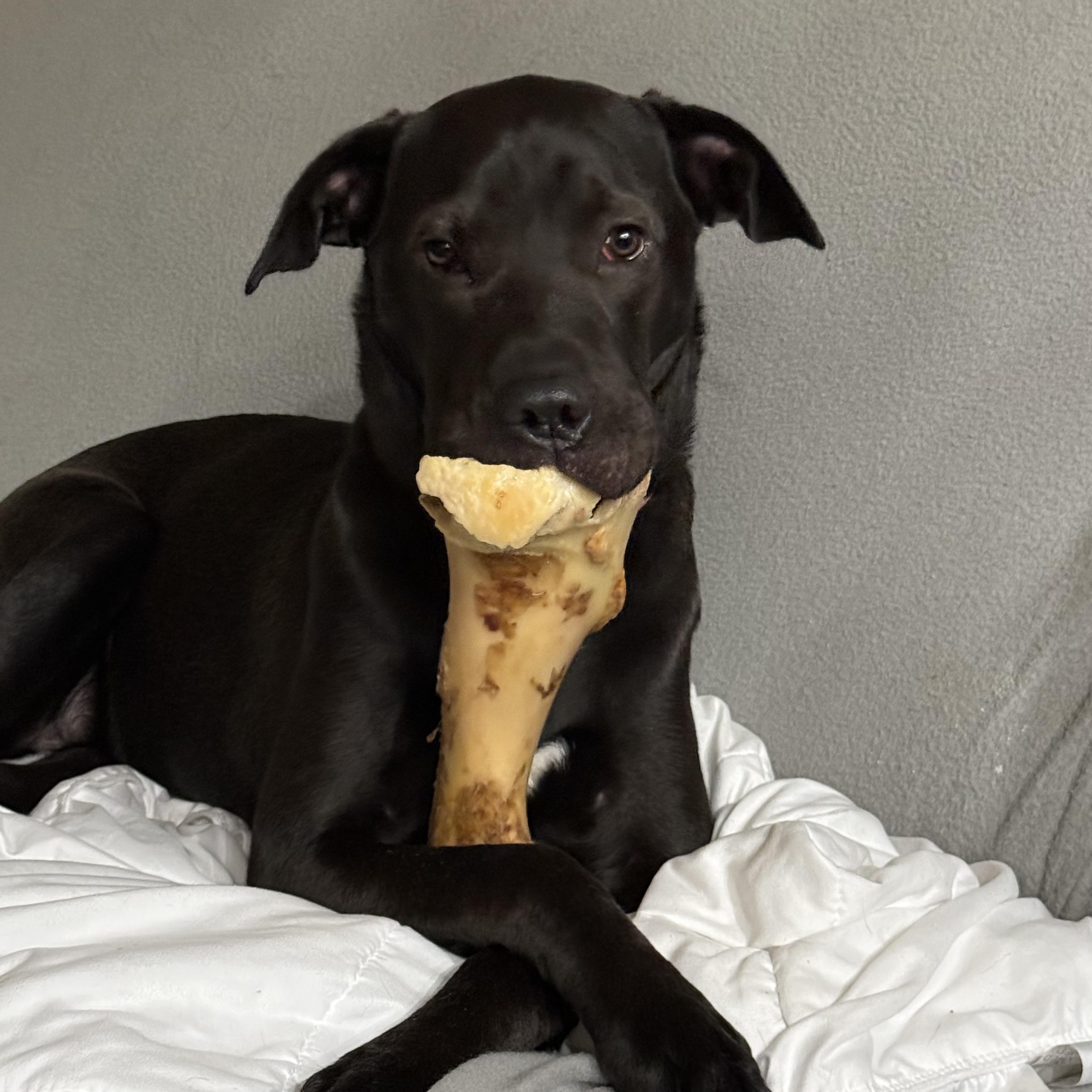 Enlarge Roxy, a ADOPTABLE mixed breed in Vacaville , CA image 3/5