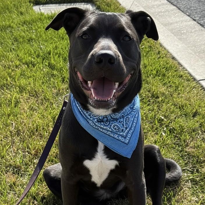 Enlarge Roxy, a ADOPTABLE mixed breed in Vacaville , CA image 1/5
