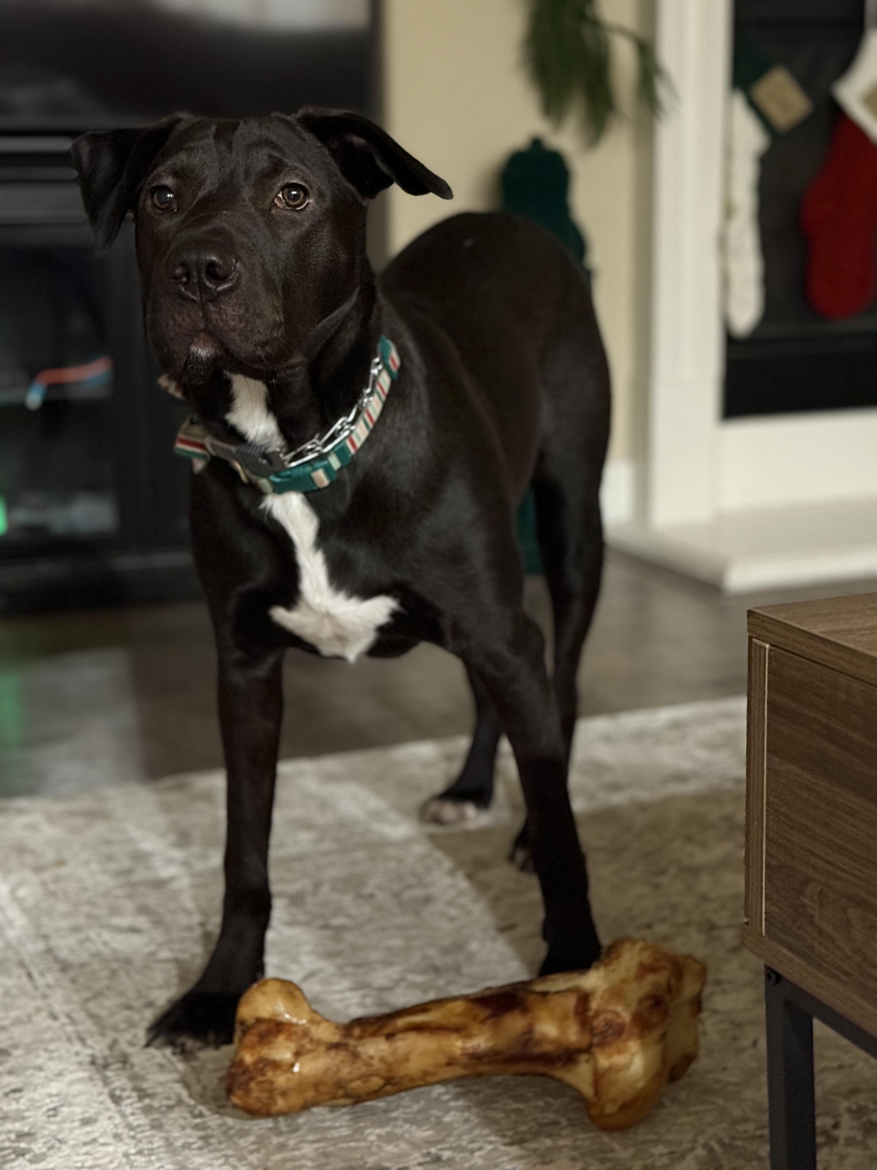 Enlarge Roxy, a ADOPTABLE mixed breed in Vacaville , CA image 5/5