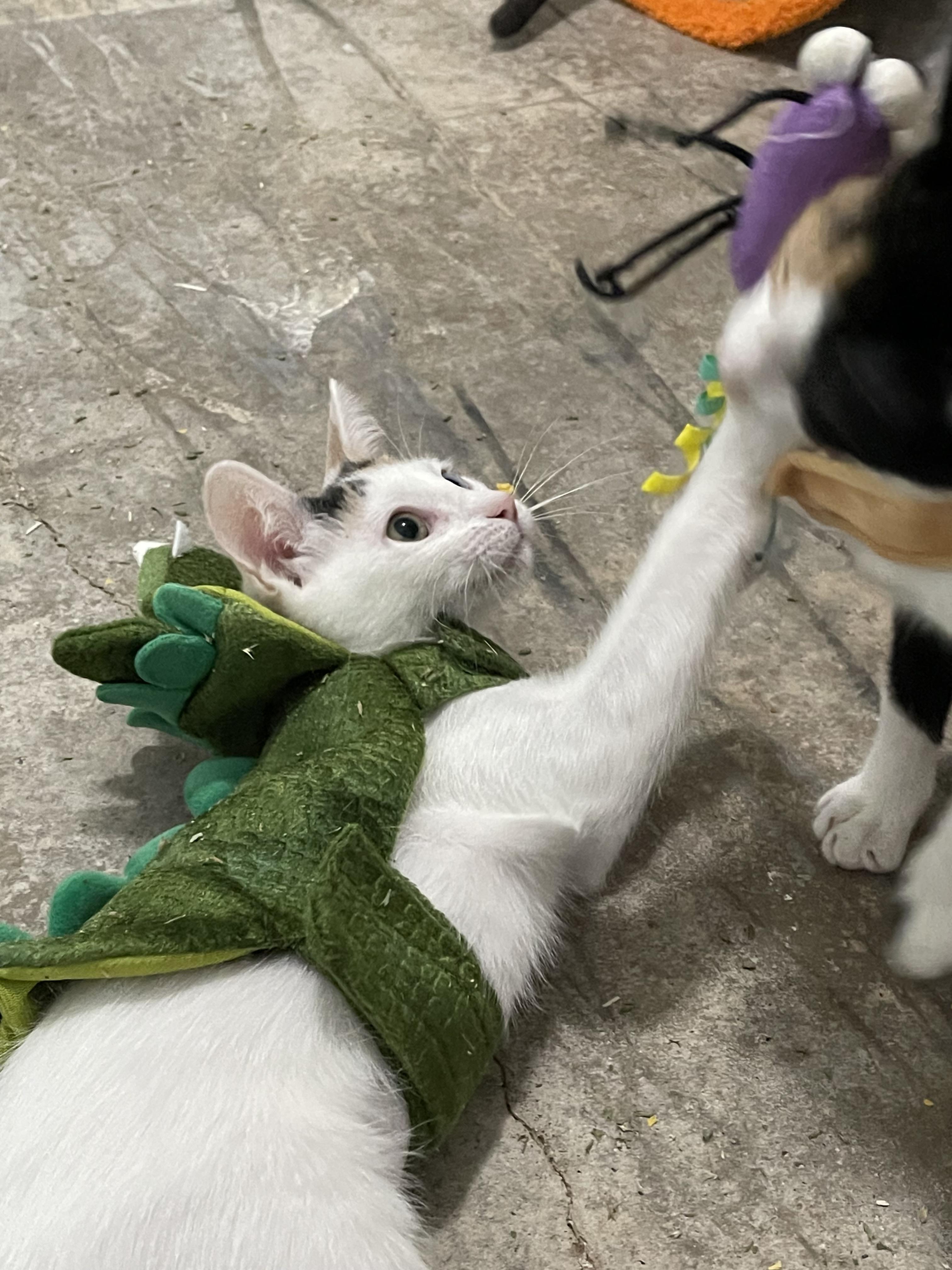 Sydney - Riley Ruzzel Petsmart