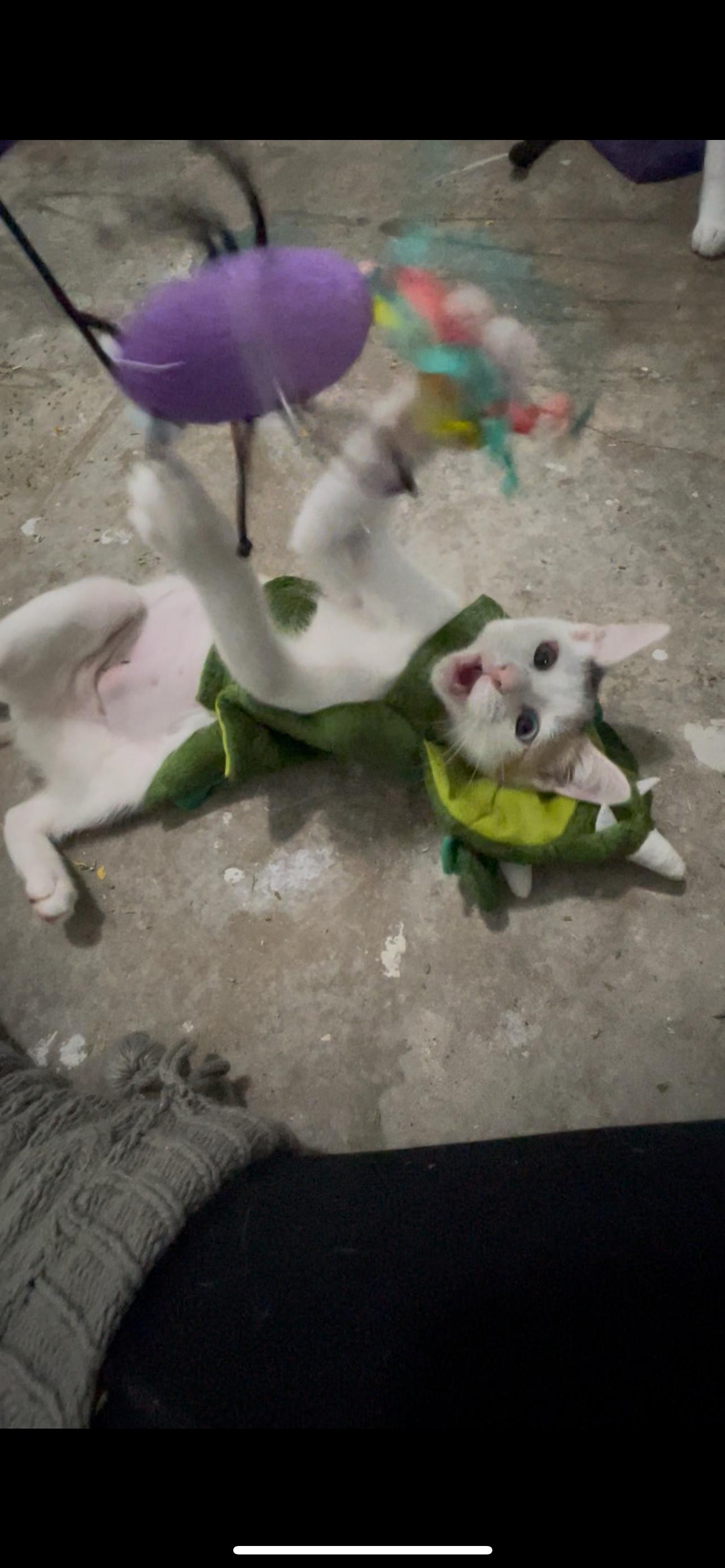 Sydney - Riley Ruzzel Petsmart